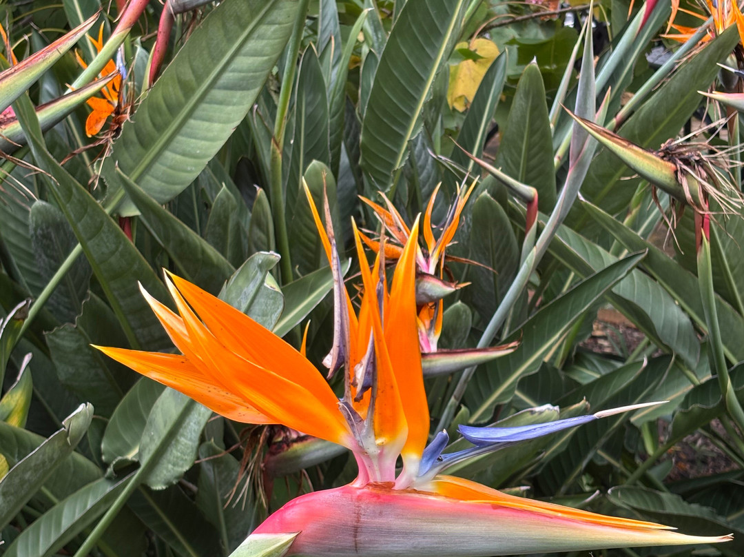 Stellenbosch University Botanical Garden-斯泰伦博斯必去景点