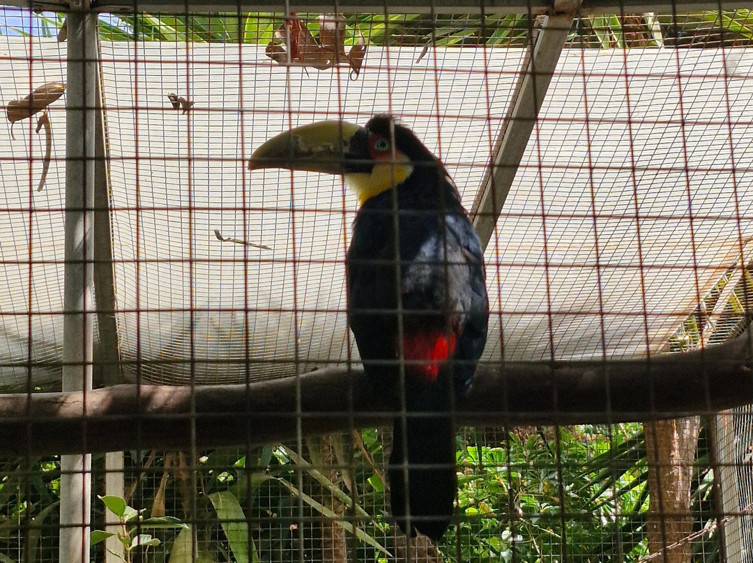 Amazonas Park-Kourounes必去景点