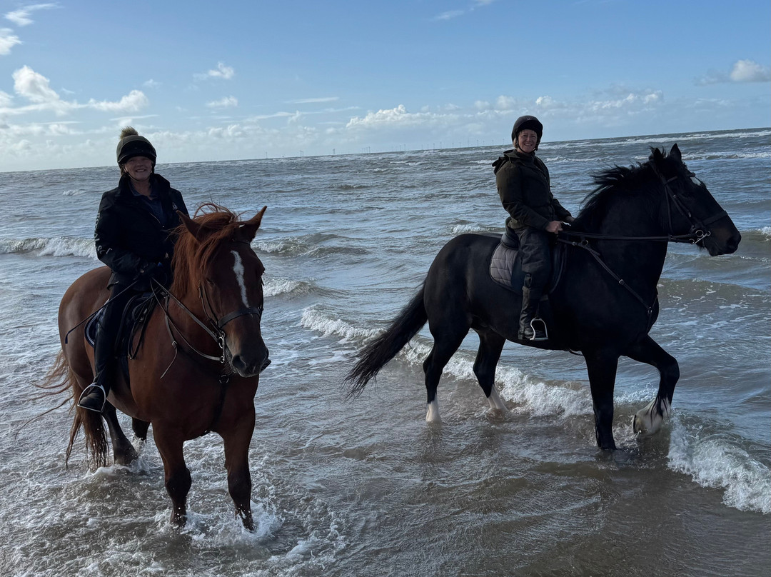 Cumbrian Heavy Horses-Millom必去景点
