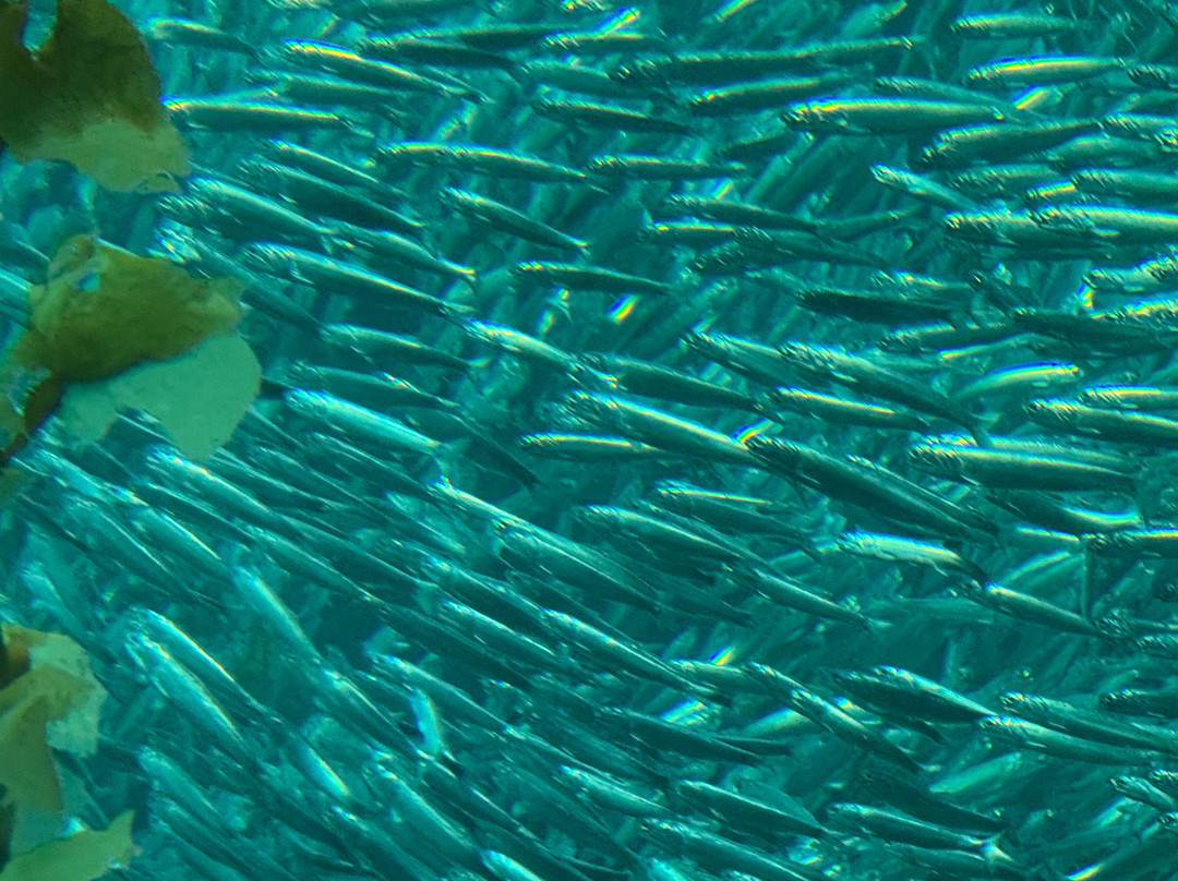 蒙特雷旅游景点-蒙特利湾水族馆