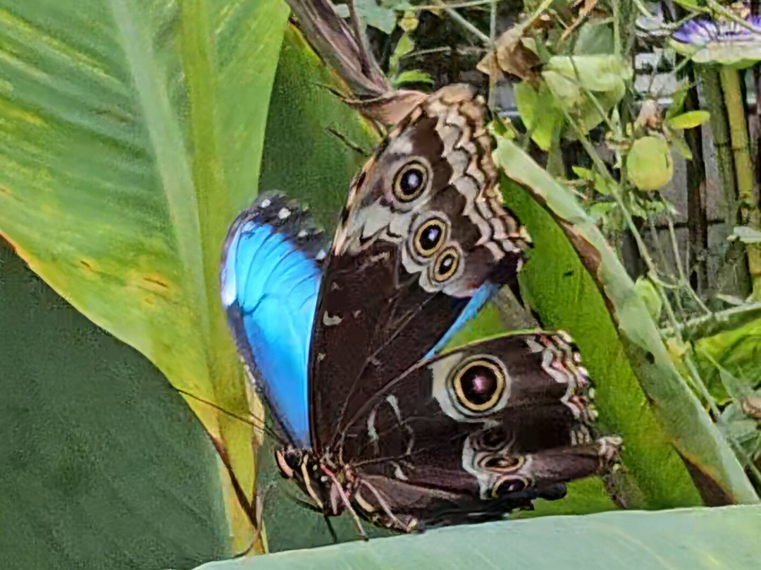 Buckfast Butterfly Farm And Dartmoor Otter Sanctuary-Buckfastleigh必去景点