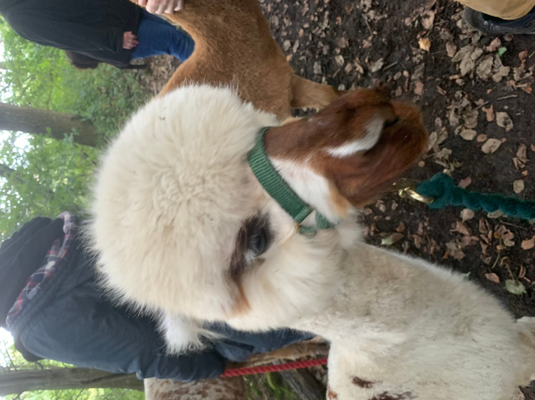 Holly Hagg Community Farm-谢菲尔德必去景点