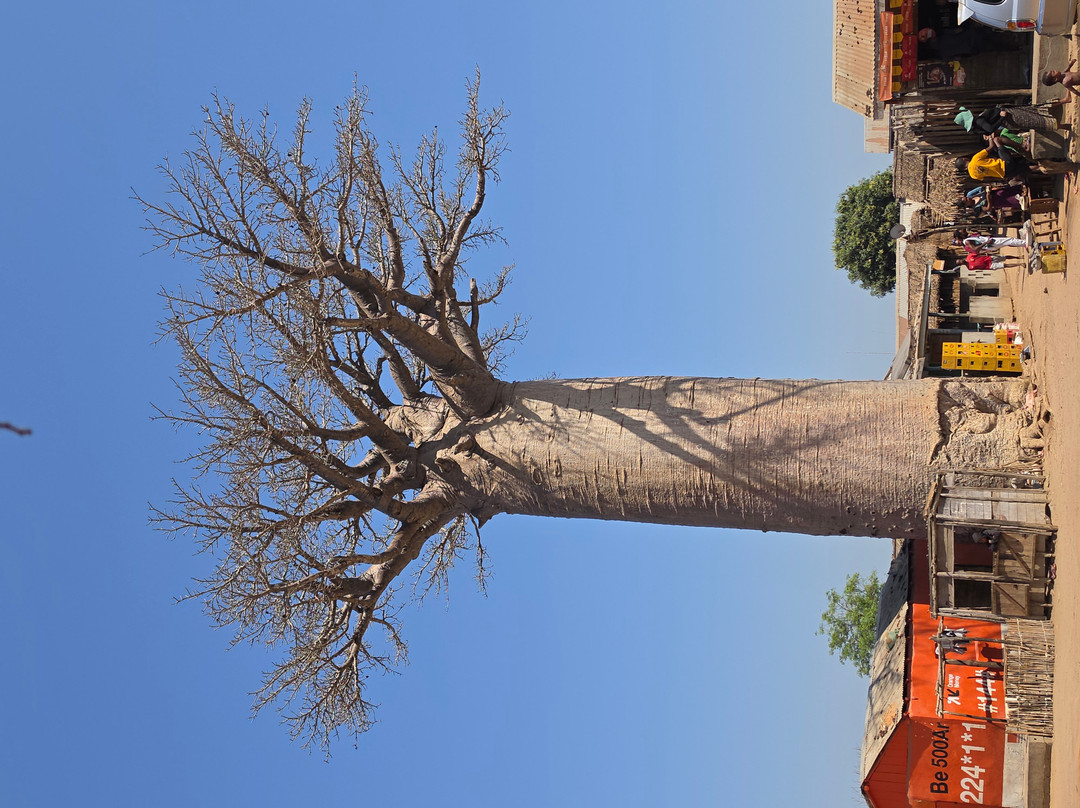Avenue of the Baobabs-Morondava必去景点