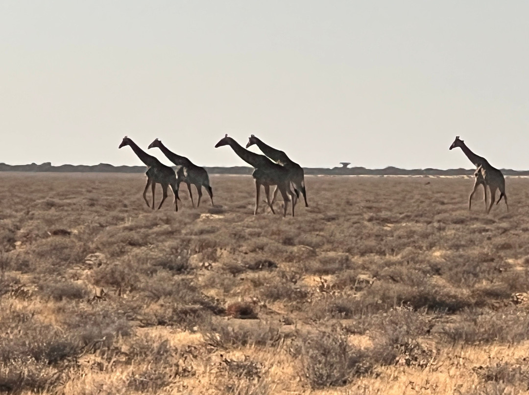 Etosha National Park-Okaukuejo必去景点