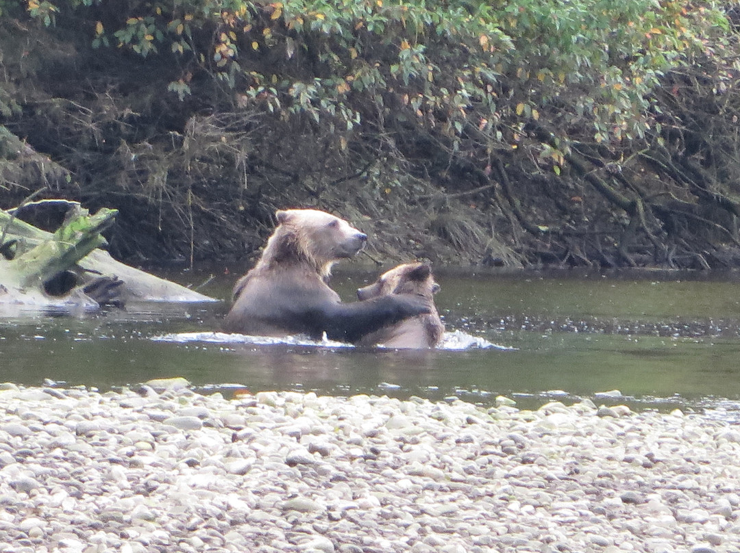Tide Rip Grizzly Tours-Telegraph Cove必去景点