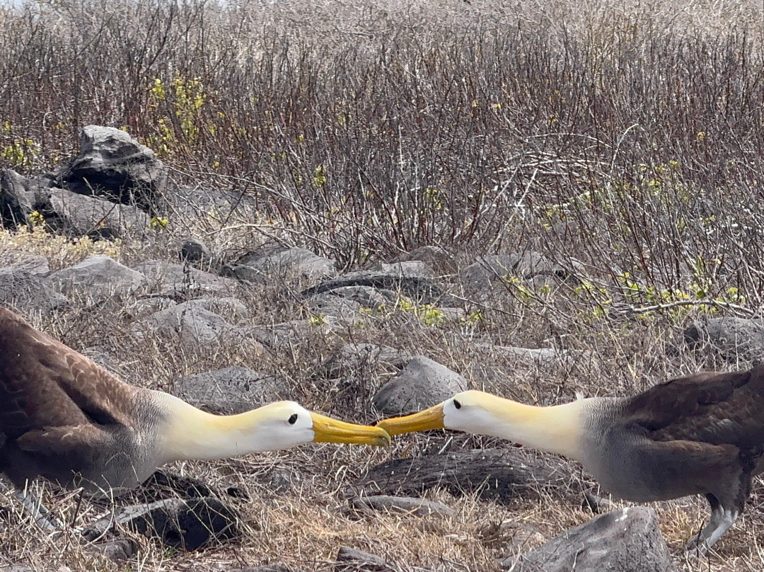 Cruise In Galapagos-阿约拉港必去景点