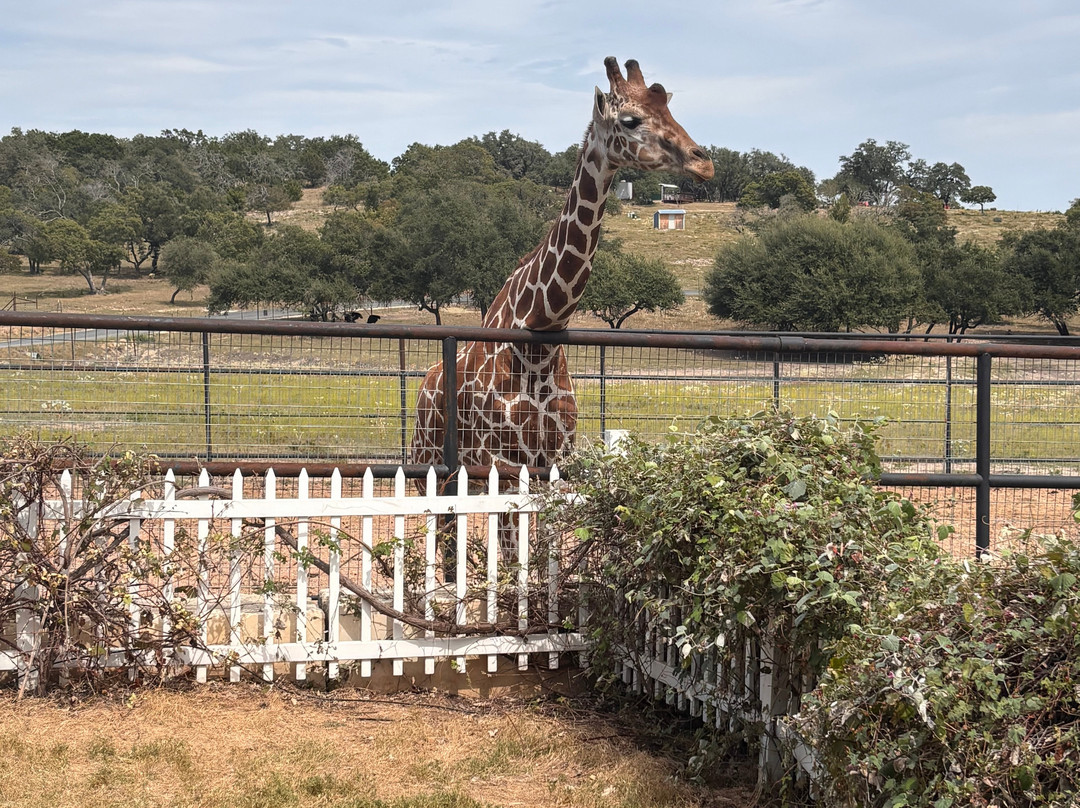 Giraffe Winery at Grapetown Vineyard-弗雷德里克斯堡必去景点