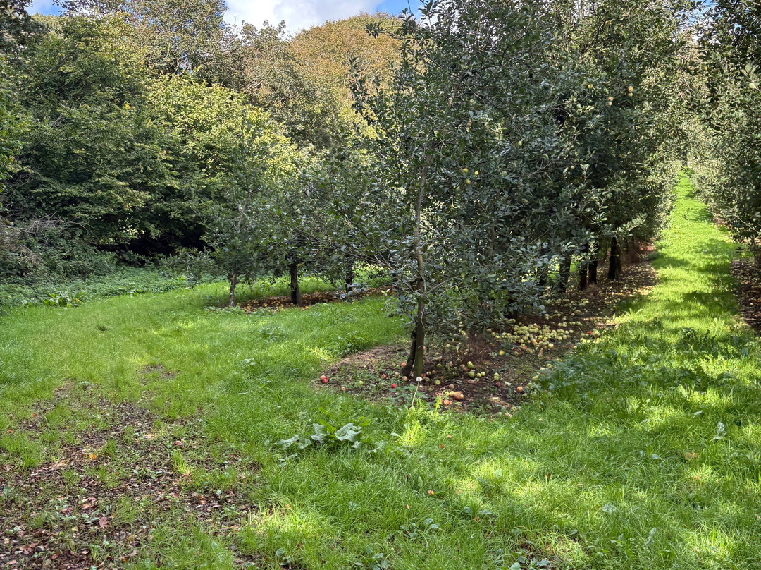 Healeys Cornish Cyder Farm-Penhallow必去景点