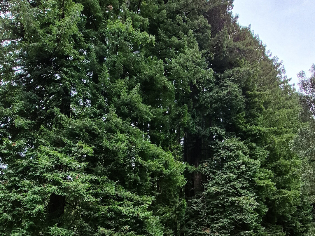 The Redwoods-Beech Forest必去景点