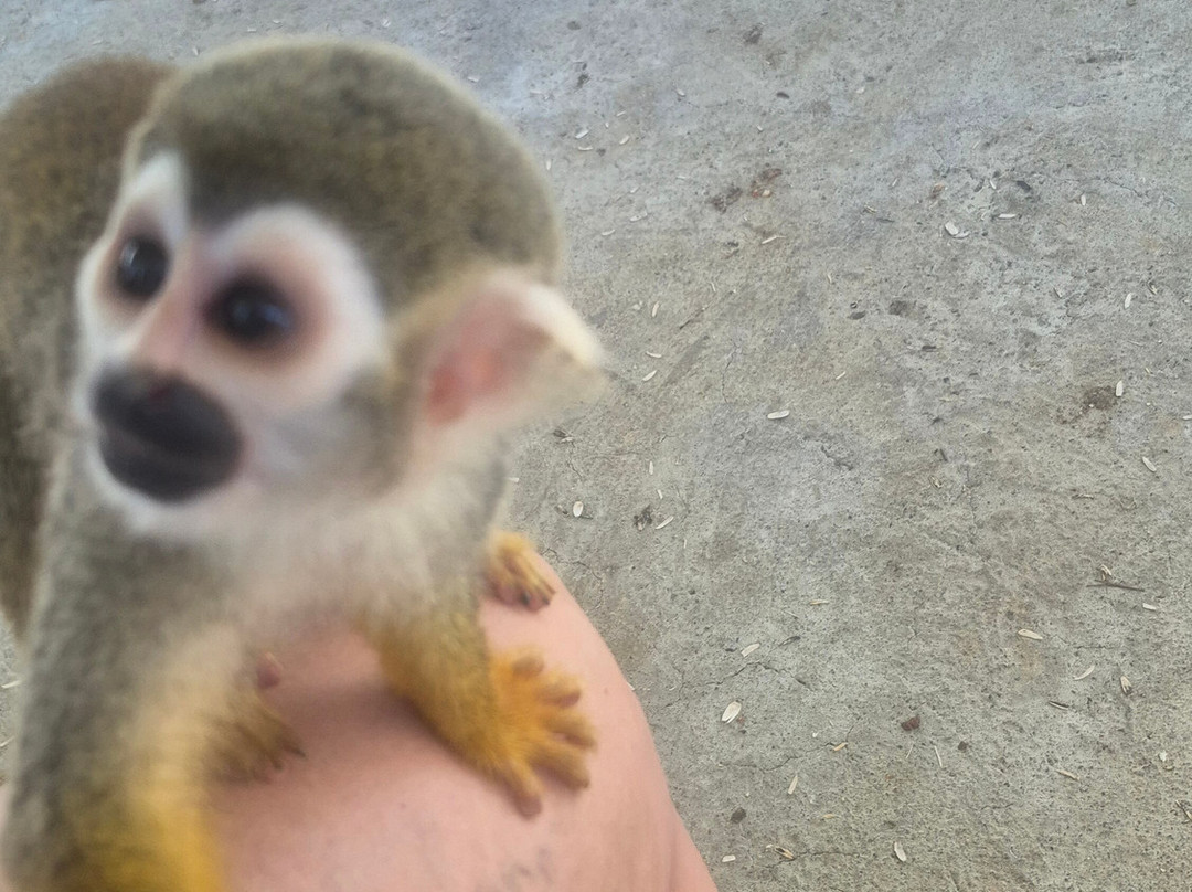 Monkey Home Puerto Plata-普拉塔港必去景点