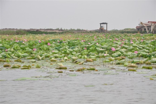 洪湖湿地景点图片