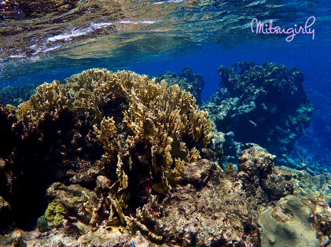 Buck Island Reef National Monument景点图片