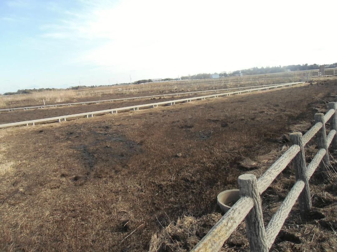Carnivorous plant habitat in Togane, Naruto