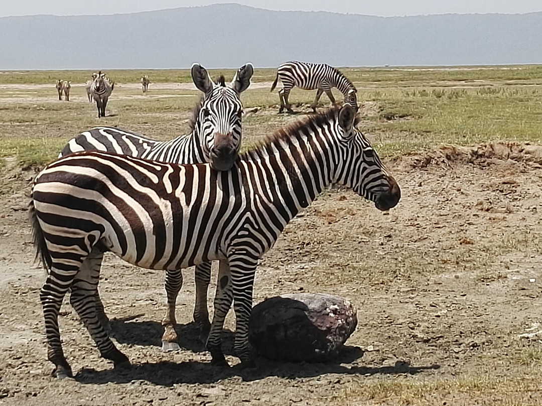 Siringeti Africa Safari -  Day Tour-姆万扎必去景点