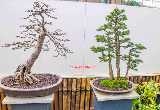 Chojo Feature Trees-Sassafras必去景点