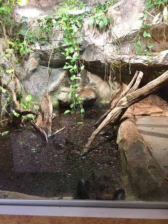 Reptilien Zoo Forchtenstein-Forchtenstein必去景点