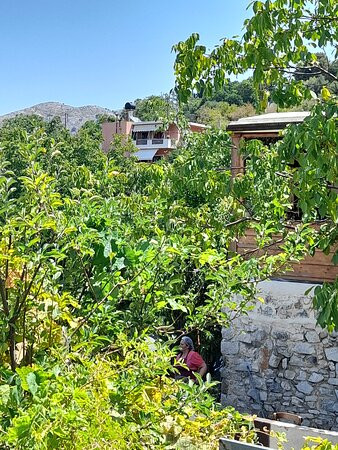 Platanus Tree-Krasi必去景点