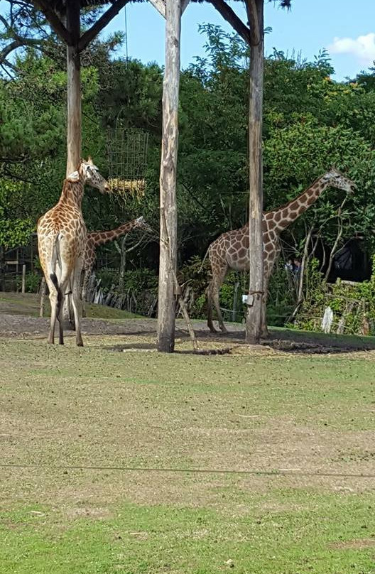 Zoo de Bordeaux Pessac景点图片