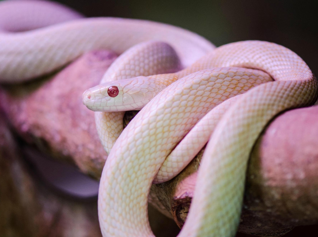 Imazu White Snakes Museum景点图片