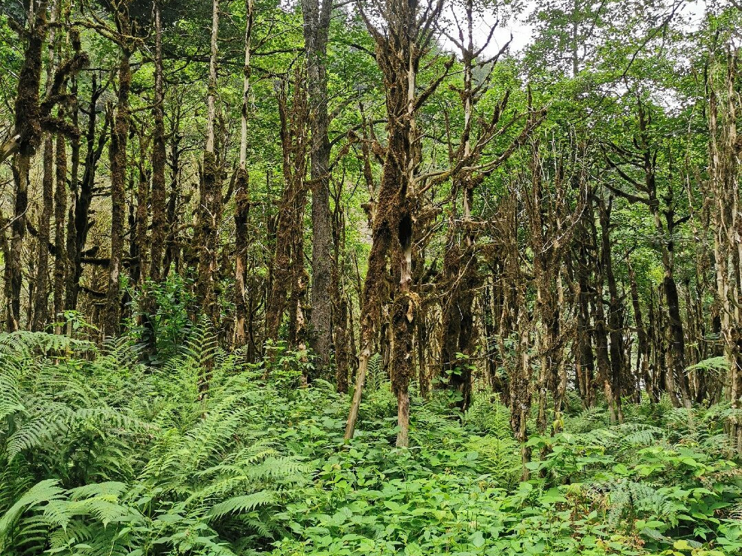 Simsir Ormanı景点图片