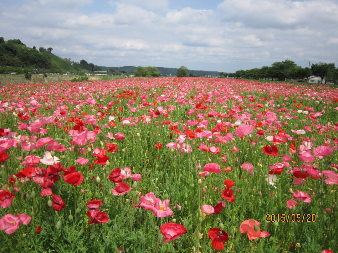 樱市旅游攻略图片