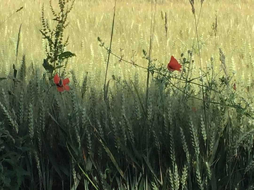 Le Favril旅游攻略图片