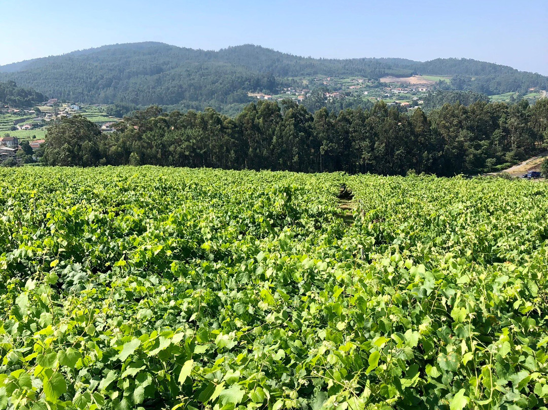 Laureatus Bodega景点图片