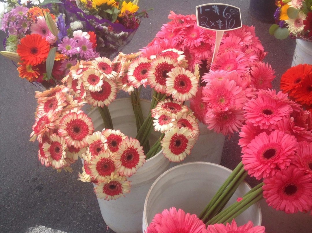 卡尔斯巴德旅游景点-Carlsbad Village Farmers' Market