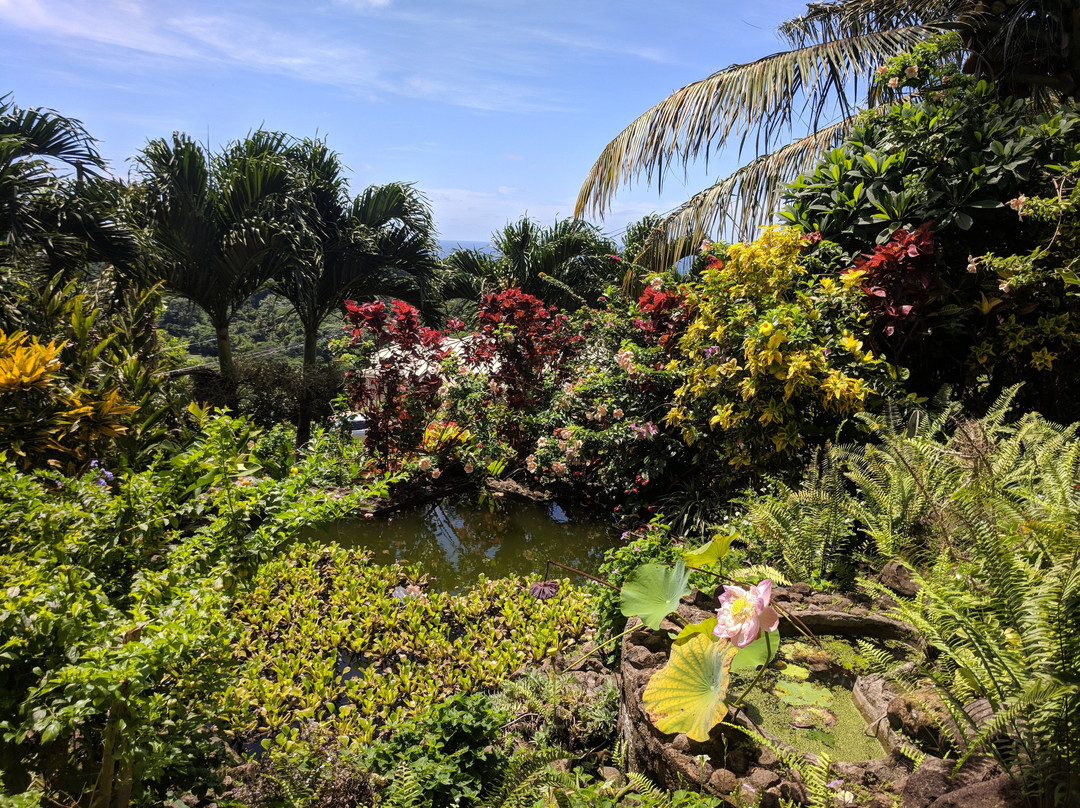 Palm Tree Gardens Botanical Garden景点图片