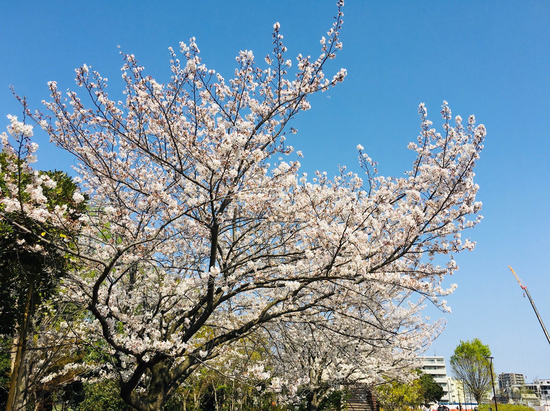 Heiwa no Mori Park景点图片