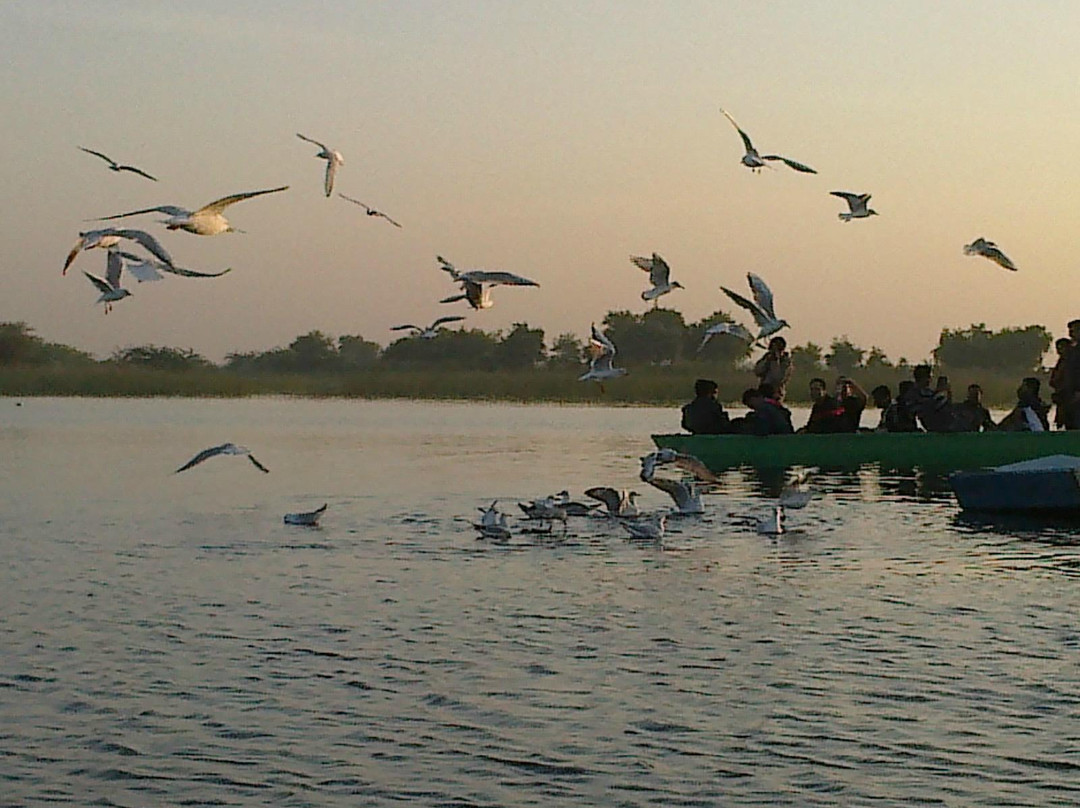 Nalsarovar Bird Sanctuary景点图片