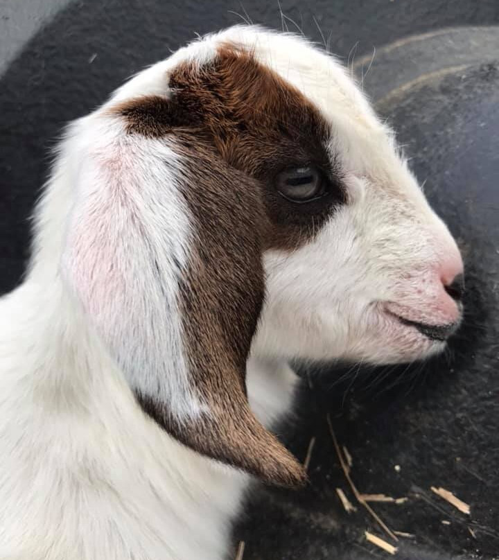 Les Bergers de Dreamland-Bourail必去景点