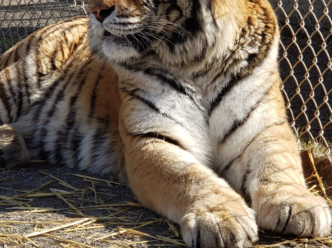 Cat Tales Wildlife Center景点图片