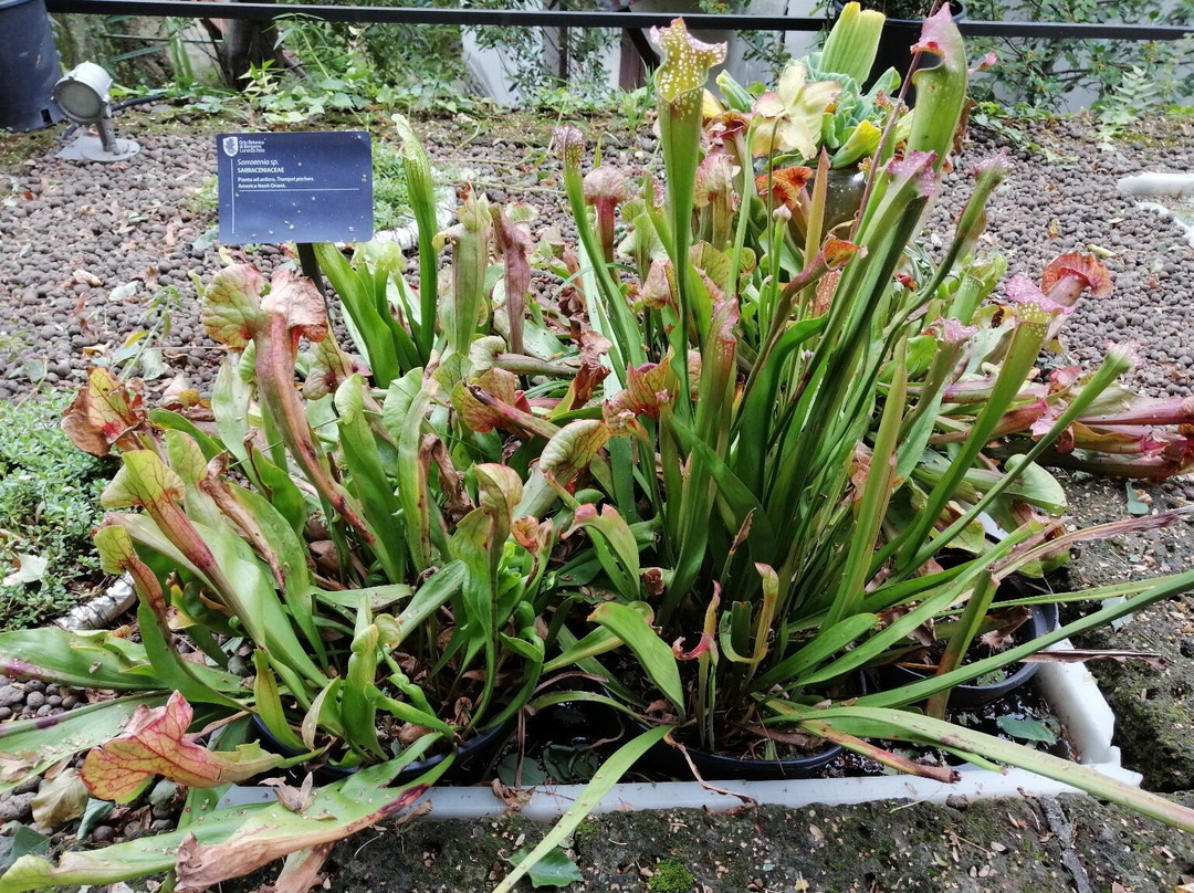Orto Botanico di Bergamo Lorenzo Rota景点图片