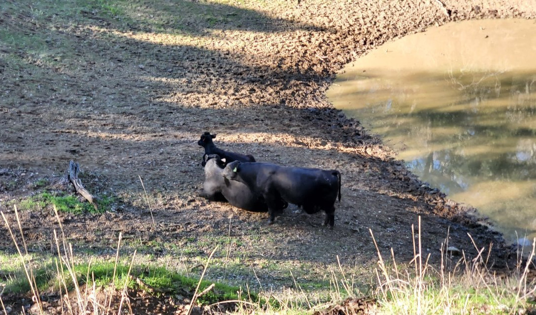 Pleasanton Ridge Regional Park-Sunol必去景点