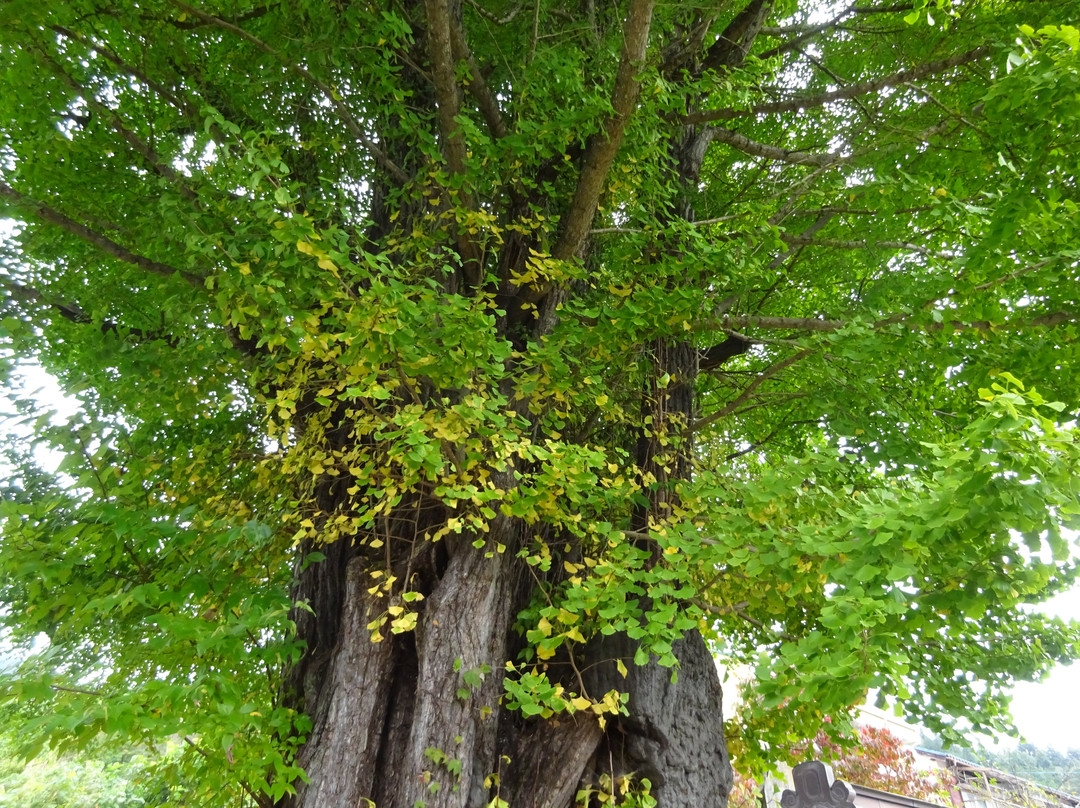 Kunikami no Daiicho-皆野町必去景点