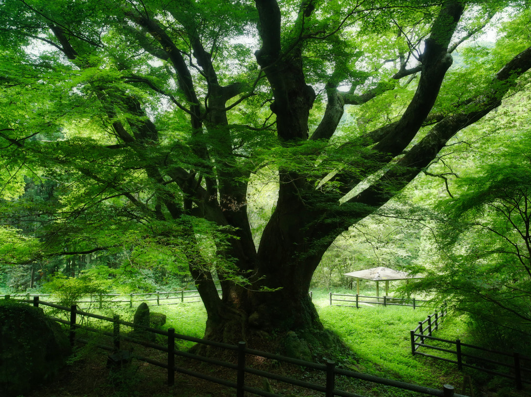 Sarukui no Keyaki-常陆太田市必去景点