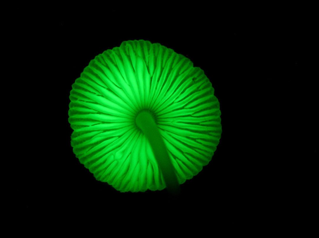 Jungle Escapes Adventures & Tours-Cape Tribulation必去景点