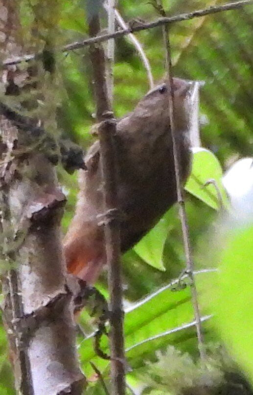 Trilha dos Tucanos-Tapirai必去景点