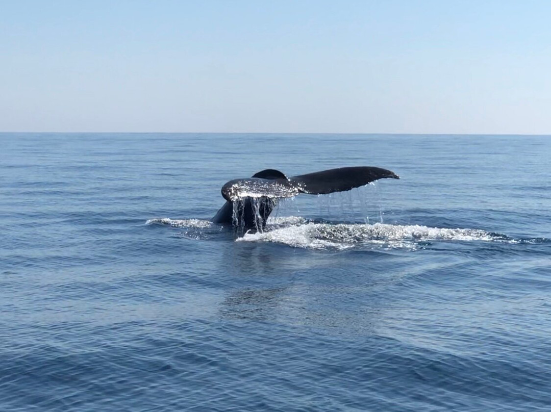 新港海岸探险观鲸之旅景点图片