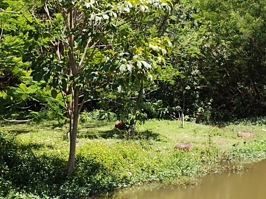 Parque Municipal Ilha Grande景点图片