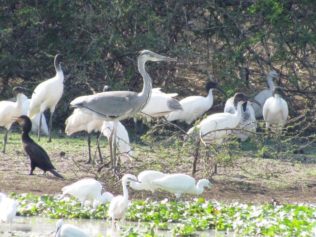 Udayamarthandapuram Bird Sanctuary景点图片