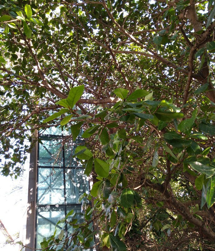 Caixa d'Agua Alto da Se / Elevador Panoramico景点图片