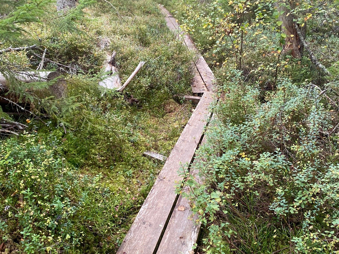 Norra Kvill National Park景点图片