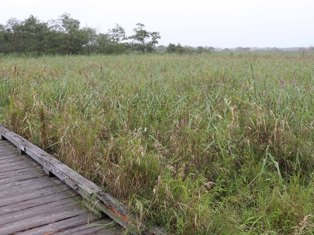 Onnenai Boardwalk-鹤居村必去景点