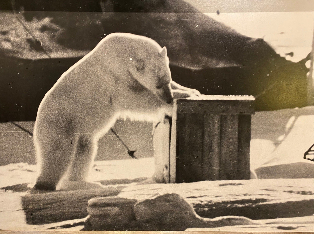 The Polar Bear Society-Hammerfest必去景点