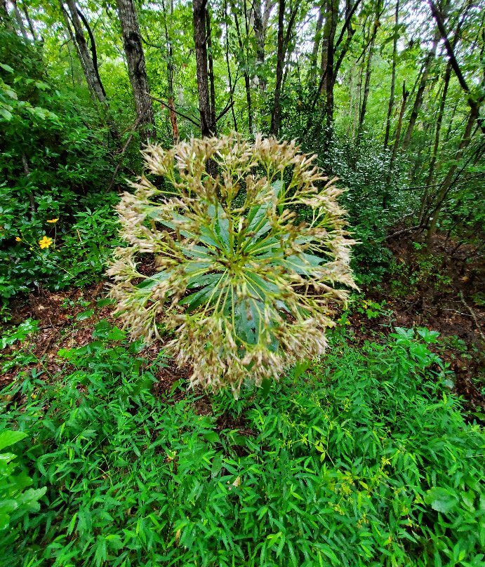 Chestnut Ridge Heritage Preserve景点图片