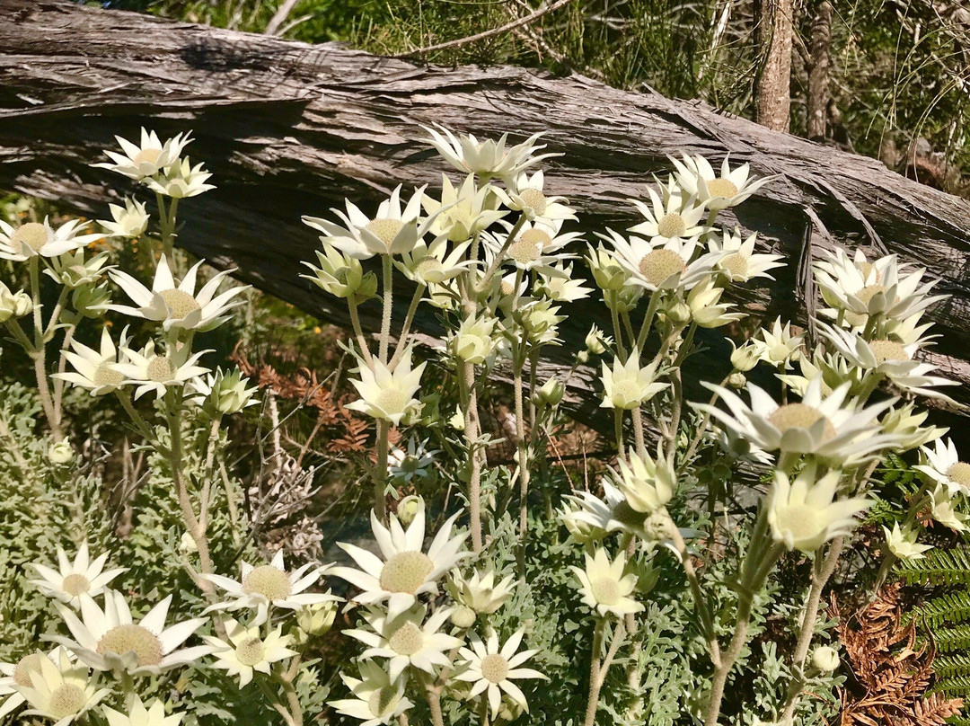 Kattang Nature Reserve-Camden Head必去景点