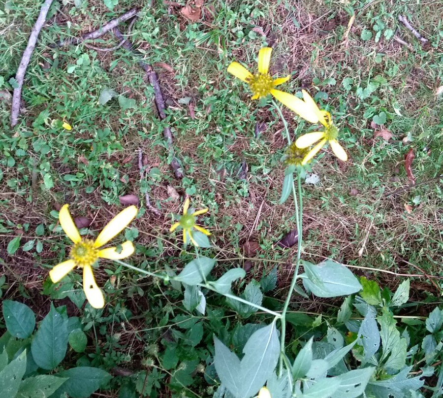 Potomac Valley Audubon Stauffer's Marsh Nature Preserve