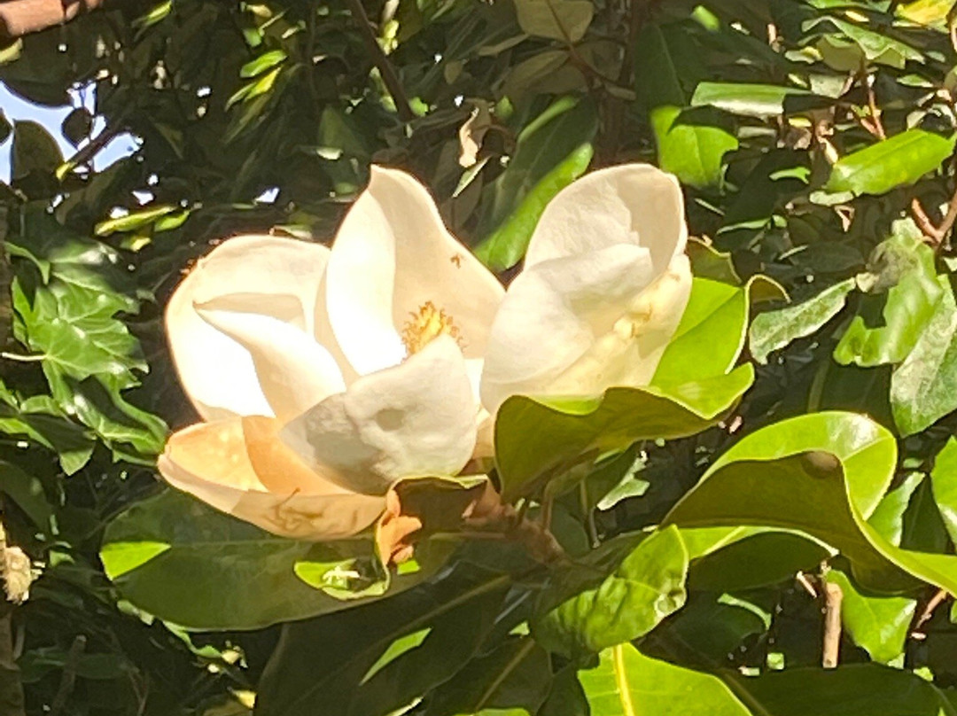 The Grange Court Hotel主图